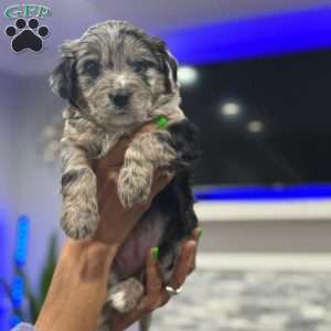 Lyla, Border Collie Mix Puppy